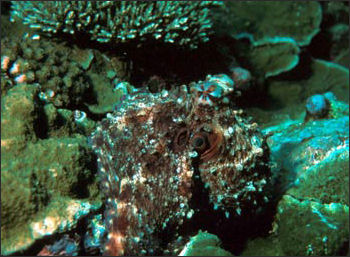 20110307-NOAA  octopus_100.jpg